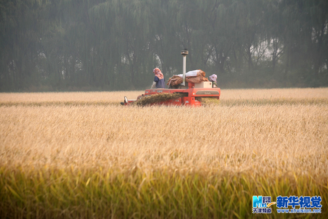 天津優(yōu)質(zhì)水稻喜獲豐收