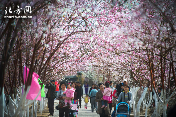 人面桃花相映紅 天津市運河桃花文化旅游節(jié)開幕