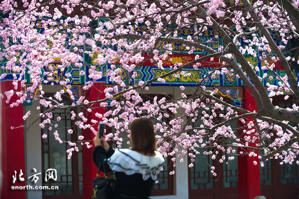 人面桃花相映紅 天津市運河桃花文化旅游節(jié)開幕