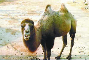 地球正在經(jīng)歷第6次物種大滅絕？