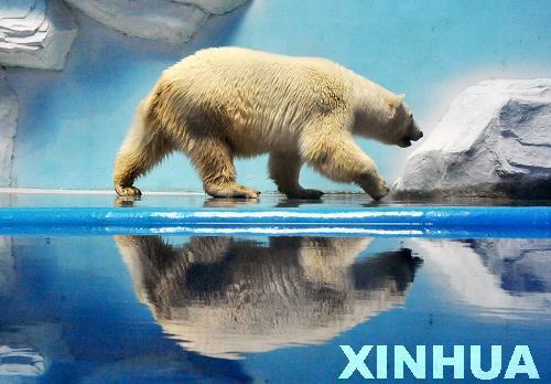 泉城海洋極地世界“北極來(lái)客”瀟灑度酷暑