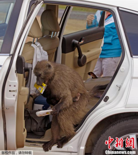 南非開普敦狒狒膽大包天 公然“打劫”游客