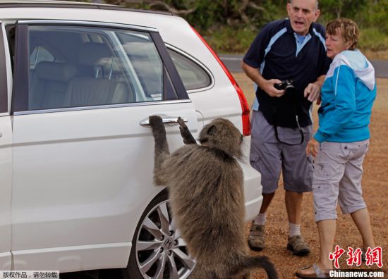 南非開(kāi)普敦狒狒膽大包天 公然“打劫”游客