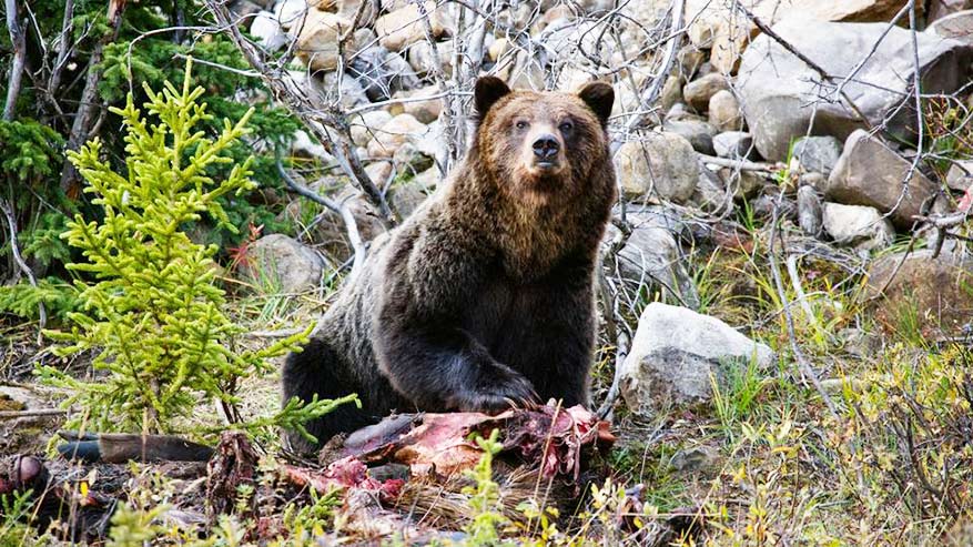 不列顛哥倫比亞的自然天堂