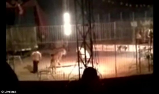 孟加拉虎表演時(shí)當(dāng)眾咬死訓(xùn)練員