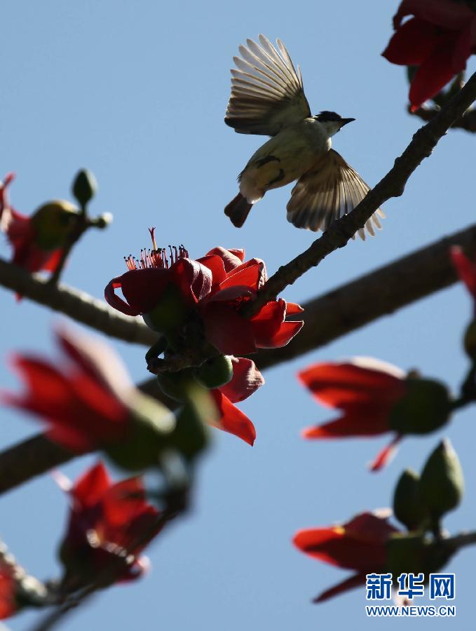 “花開意盎然，雀鳥上枝頭”：聽！春天的腳步聲
