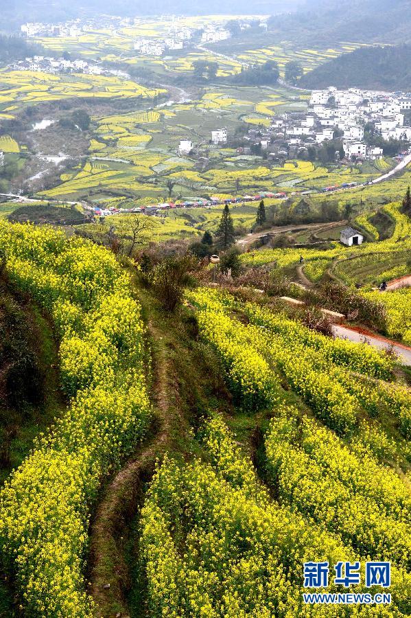 婺源江嶺梯田花海 構(gòu)成一副優(yōu)美的田園風光畫卷