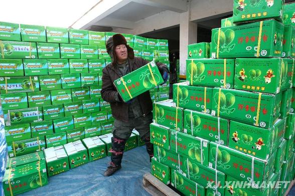 新疆庫爾勒香梨外銷忙