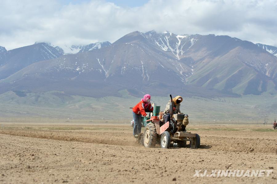 天山農(nóng)區(qū)萬(wàn)畝馬鈴薯犁土夏播