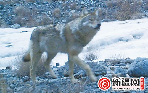 新疆西天山區(qū)域布設(shè)50多部紅外相機 發(fā)現(xiàn)14種動物