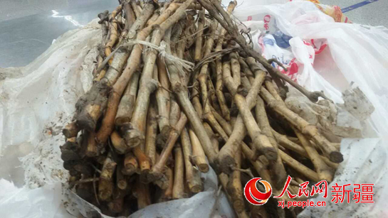 烏魯木齊機(jī)場口岸截獲近百株非法進(jìn)境樹苗