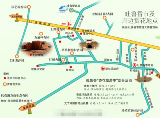 預(yù)計(jì)本周末烏魯木齊市兩萬(wàn)輛車趕場(chǎng)去吐魯番看杏花