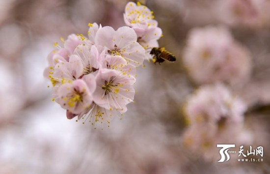 新疆若羌縣：春天來(lái)了 杏花開(kāi)了（組圖）