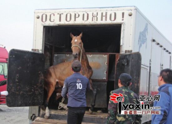 新疆引進(jìn)哈國(guó)40匹汗血寶馬 近期還將從俄引進(jìn)50匹