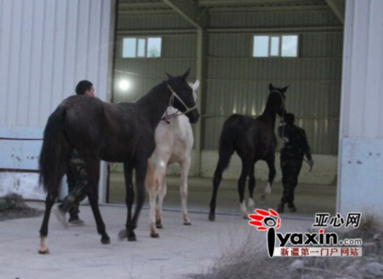 新疆引進(jìn)哈國(guó)40匹汗血寶馬 近期還將從俄引進(jìn)50匹