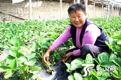 新疆兵團(tuán)第四師六十六團(tuán)溫棚草莓成熟上市受游客青睞