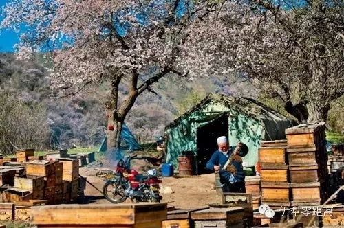 伊犁零距離：伊犁：藍(lán)與綠，你不曾遇到的純粹