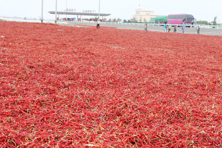 新疆沙灣縣舉辦首屆辣椒節(jié)