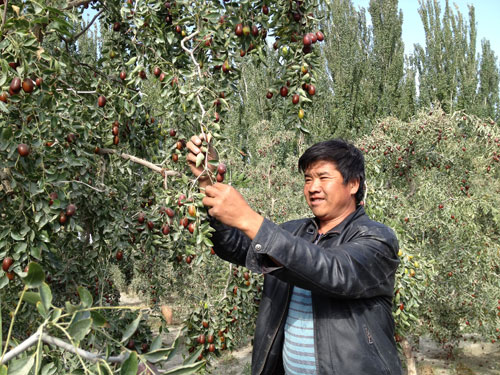 若羌縣紅棗熟了 果農(nóng)喜上眉梢(圖)