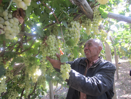 農(nóng)三師紅旗農(nóng)場(chǎng)有機(jī)木納格葡萄助農(nóng)致富