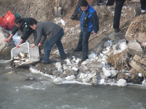 春節(jié)放生祈福 1.6噸鯉魚游進(jìn)伊犁河