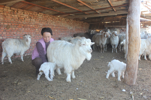 產(chǎn)春羔樂(lè)牧民心:和布克賽爾縣接羔育幼全面開(kāi)展