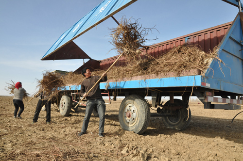 查和特鄉(xiāng)收獲甘草