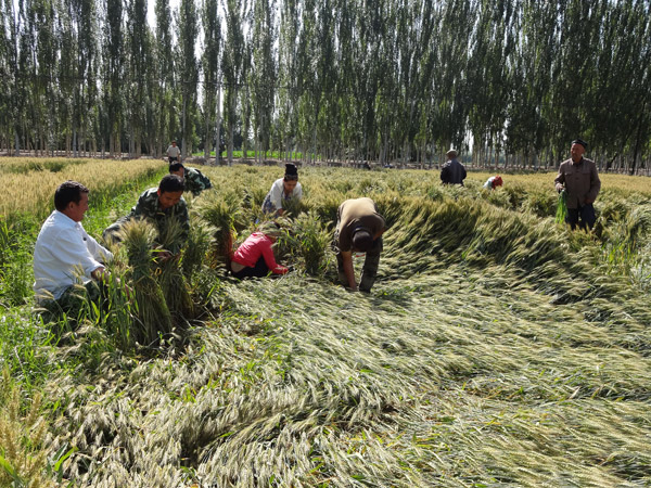 拜城縣小麥倒伏嚴重 干部黨員齊上陣補救