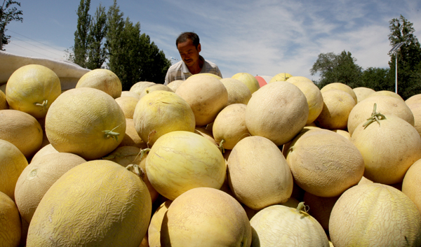 烏爾禾魔鬼城邊瓜滯銷(xiāo)