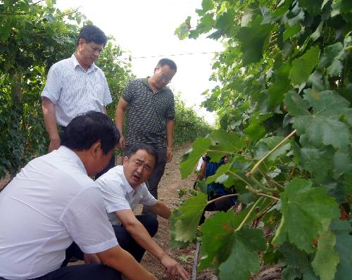 國(guó)家葡萄酒專家為新疆兵團(tuán)第六師共青團(tuán)農(nóng)場(chǎng)葡萄酒產(chǎn)業(yè)發(fā)展“導(dǎo)航”