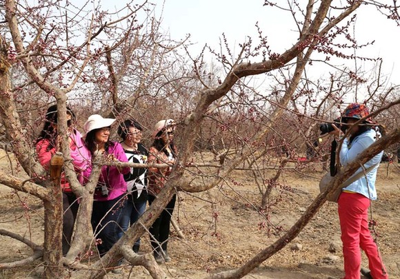 走進(jìn)新疆第一春托克遜賞杏