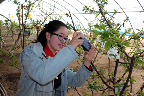 新疆兵團(tuán)第六師共青團(tuán)農(nóng)場(chǎng)櫻花爛漫桃花醉人