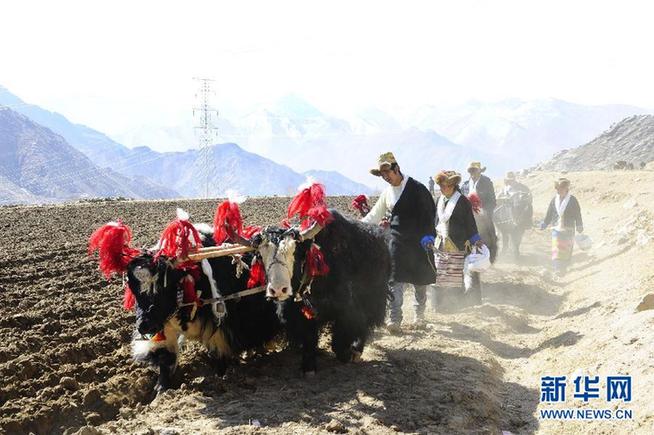 雪域高原春耕忙