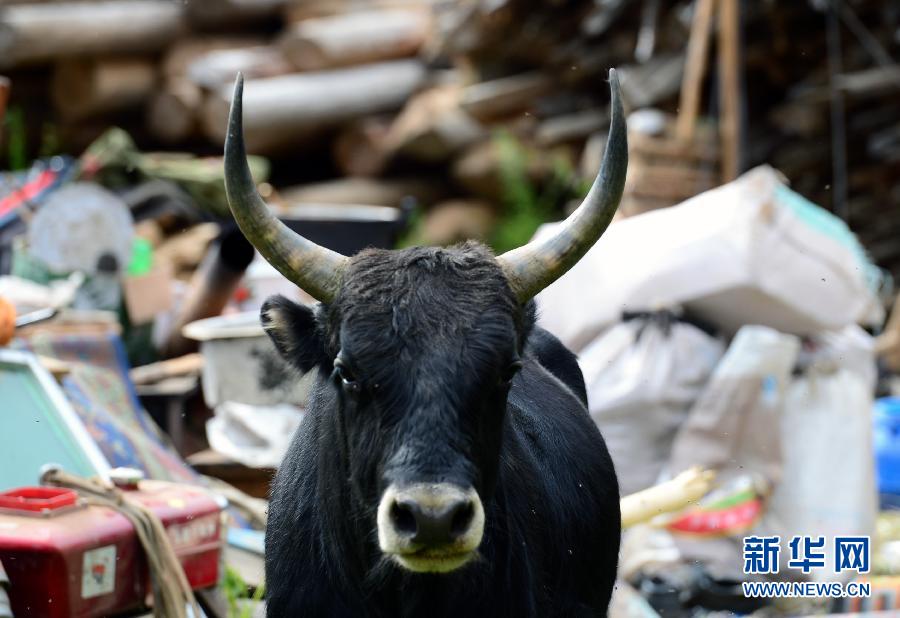 昌都地震災(zāi)區(qū)救災(zāi)穩(wěn)步推進