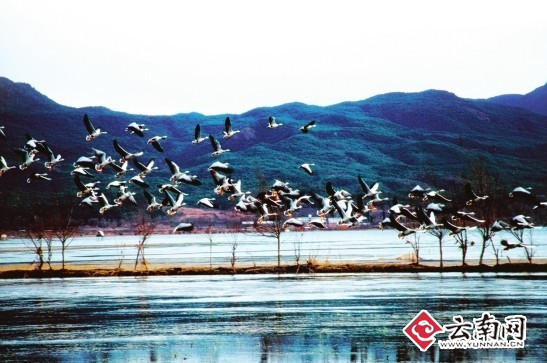 拉市海高原濕地自然保護(hù)區(qū) 人鳥相戲風(fēng)景美