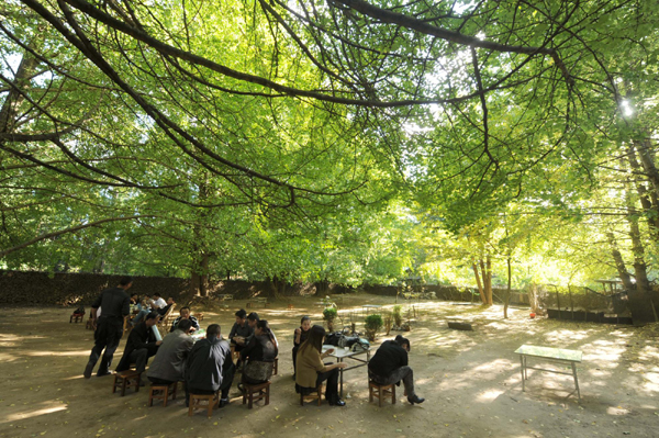 云南極邊第一城:銀杏致富銀杏村