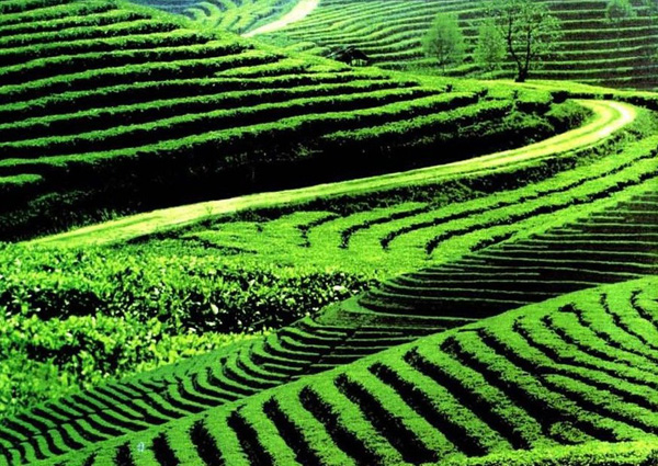 5萬元買了一餅假茶?——茶葉市場(chǎng)亂象透視