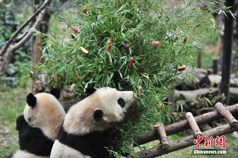 云南動物園大熊貓?zhí)崆跋碛?#8220;圣誕大餐”