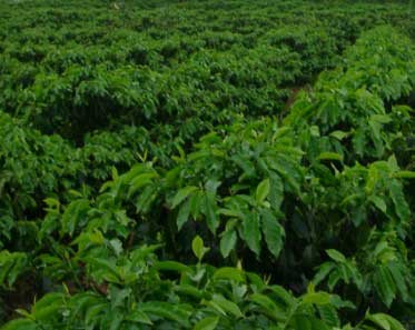 后谷咖啡建成中國最大的速溶咖啡生產(chǎn)線