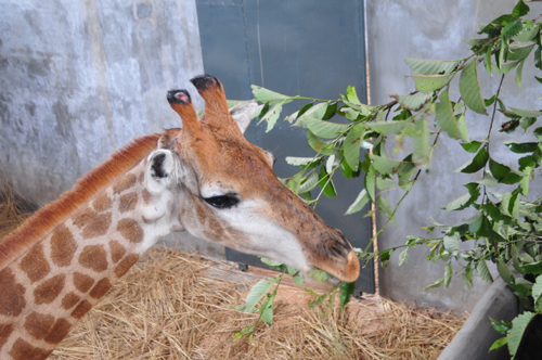 非洲長(zhǎng)頸鹿斑馬定居云南石林