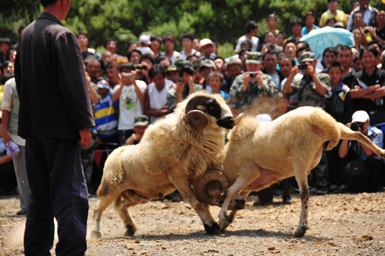 云南彝良火把節(jié)：綿羊也瘋狂
