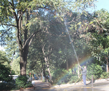蟲糞如雨大樹枯枝 昆明東川綠化管理站及時噴藥修枝