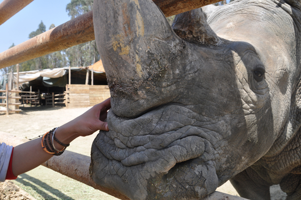 犀牛重返云南普洱 先訓(xùn)練自己進運輸籠
