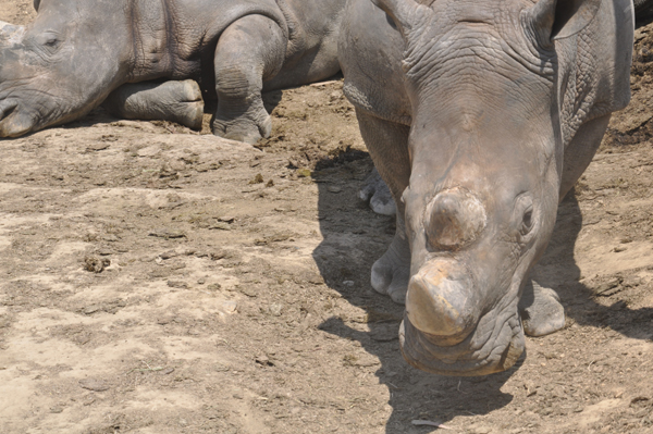 犀牛重返云南普洱 先訓練自己進運輸籠