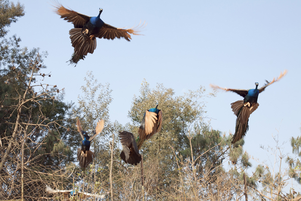 云南野生動物園玩轉(zhuǎn)五一