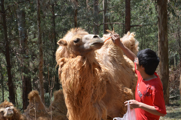 云南野生動(dòng)物園玩轉(zhuǎn)五一