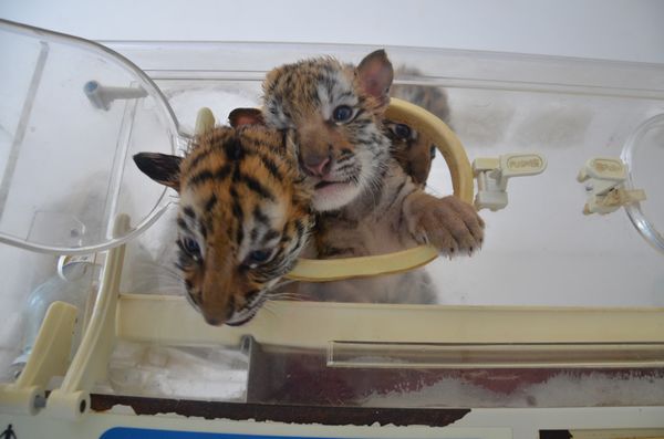 誰去參加五一巡游 誰去和小朋友一起過五一 市民來選！