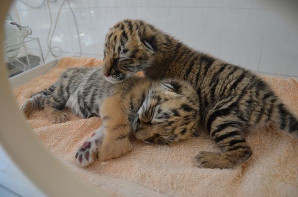 誰去參加五一巡游 誰去和小朋友一起過五一 市民來選！