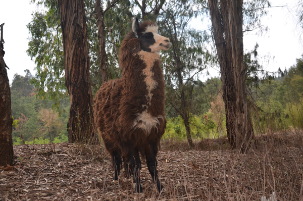 27日小朋友可以來云南野生動(dòng)物園給羊駝美容