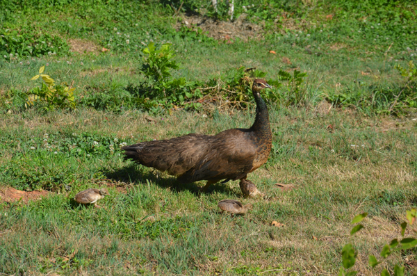 孔雀媽媽護(hù)寶寶 勇斗孔雀王 逃離流浪貓